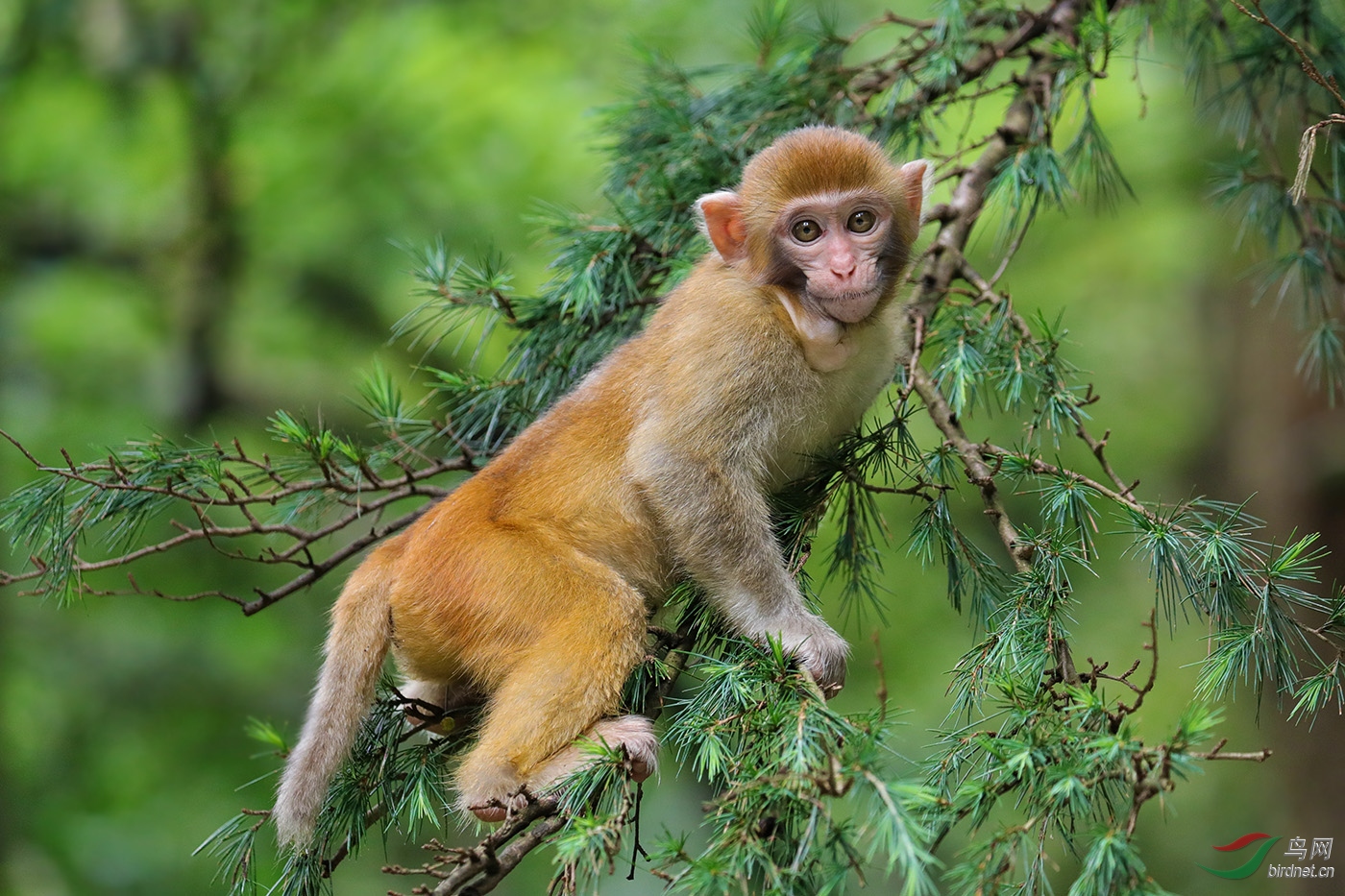 黔灵山野生狝猴