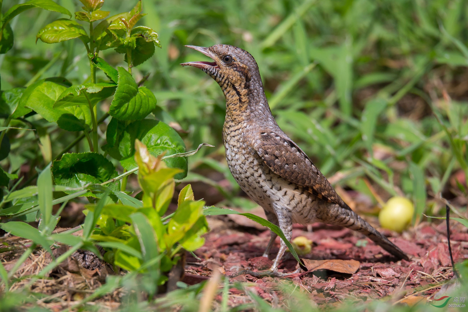 蚁鴷近拍蚁鴷祝贺获首页精华
