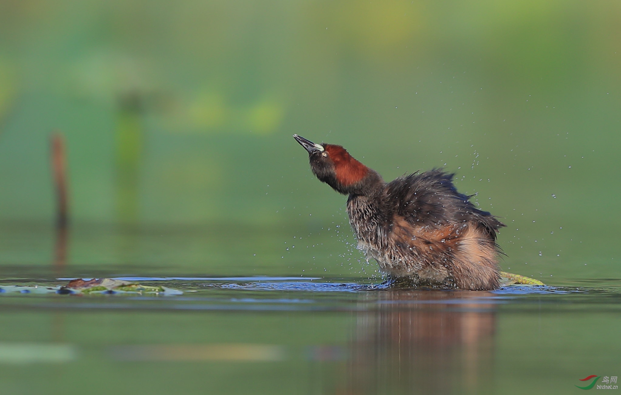 一组荷塘小䴙䴘!