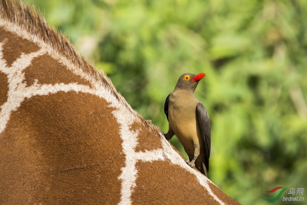 长颈鹿背上的红嘴牛椋鸟