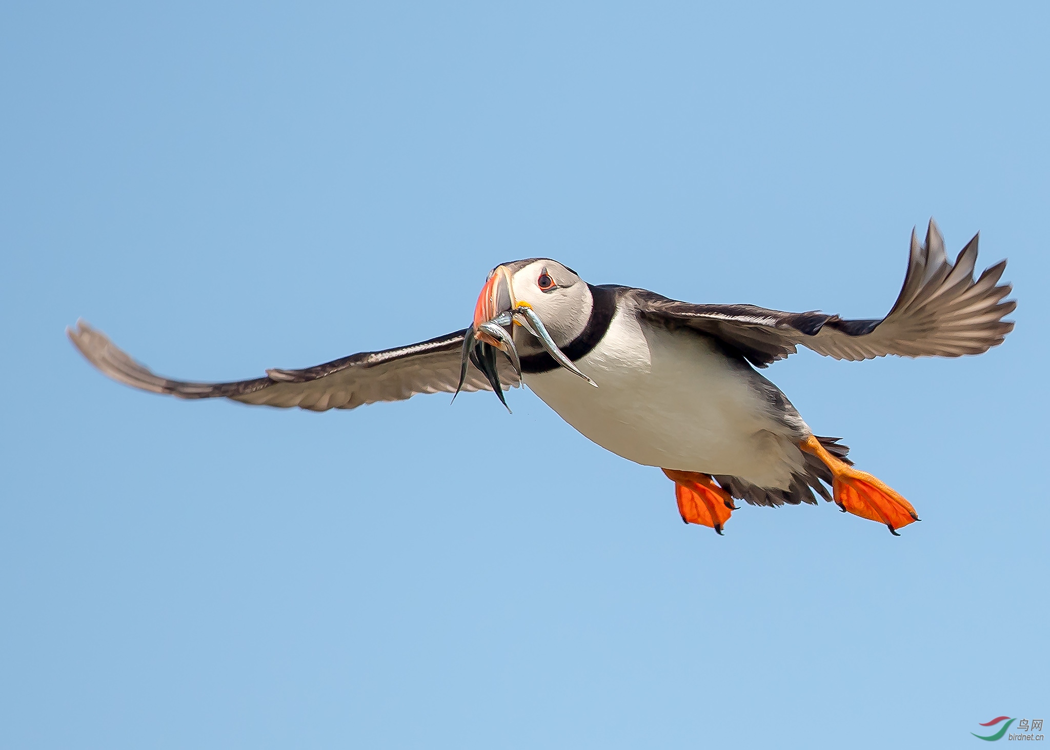 (北极海鹦)海鹦