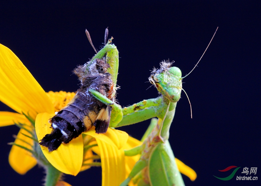 螳螂吞食了蝴蝶