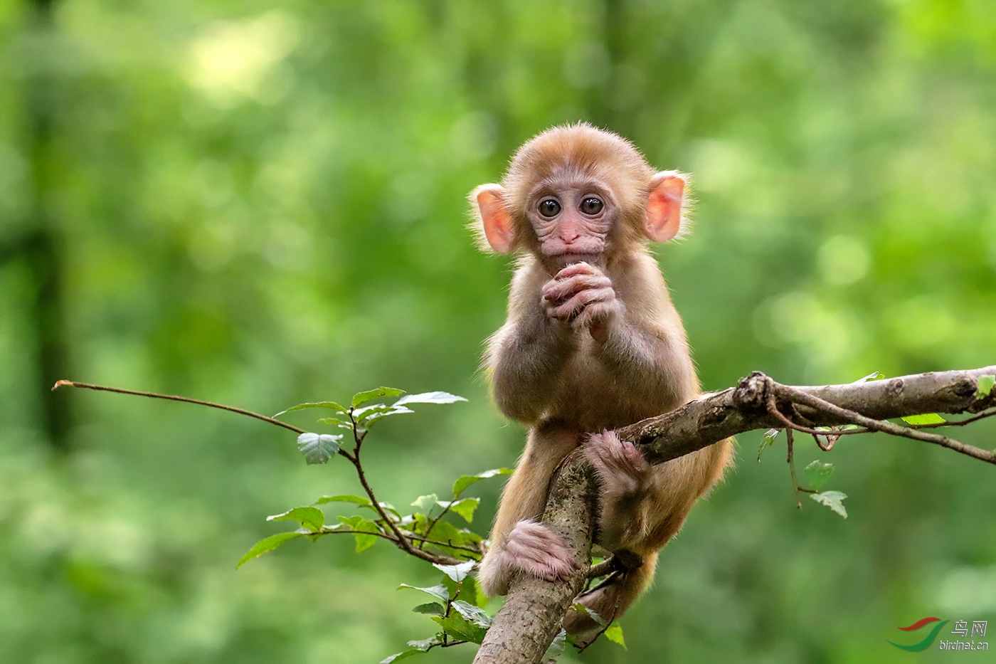 恭喜发财红包拿来黔灵山野生小狝猴荣获首页动
