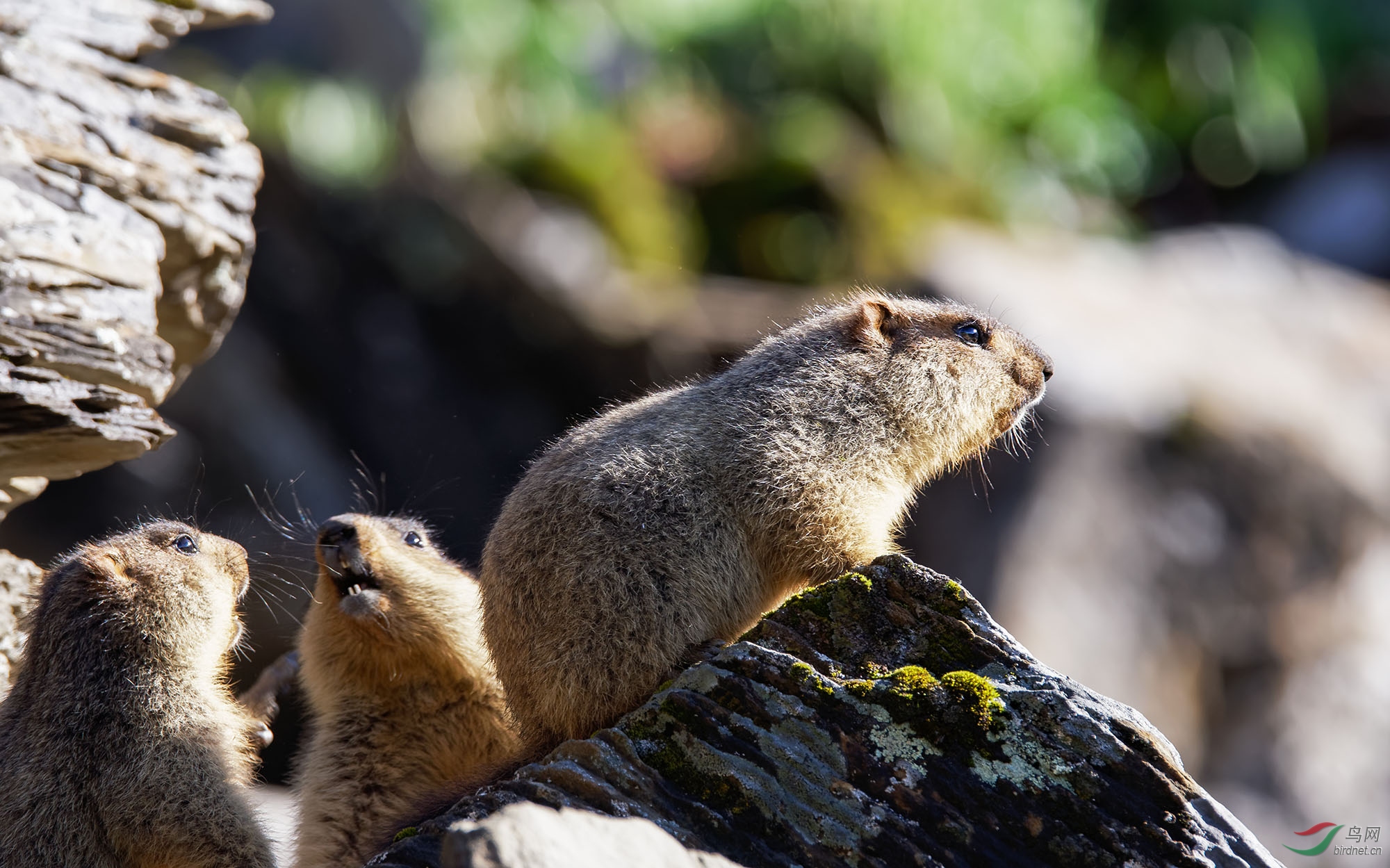 可爱的喜马拉雅旱獭