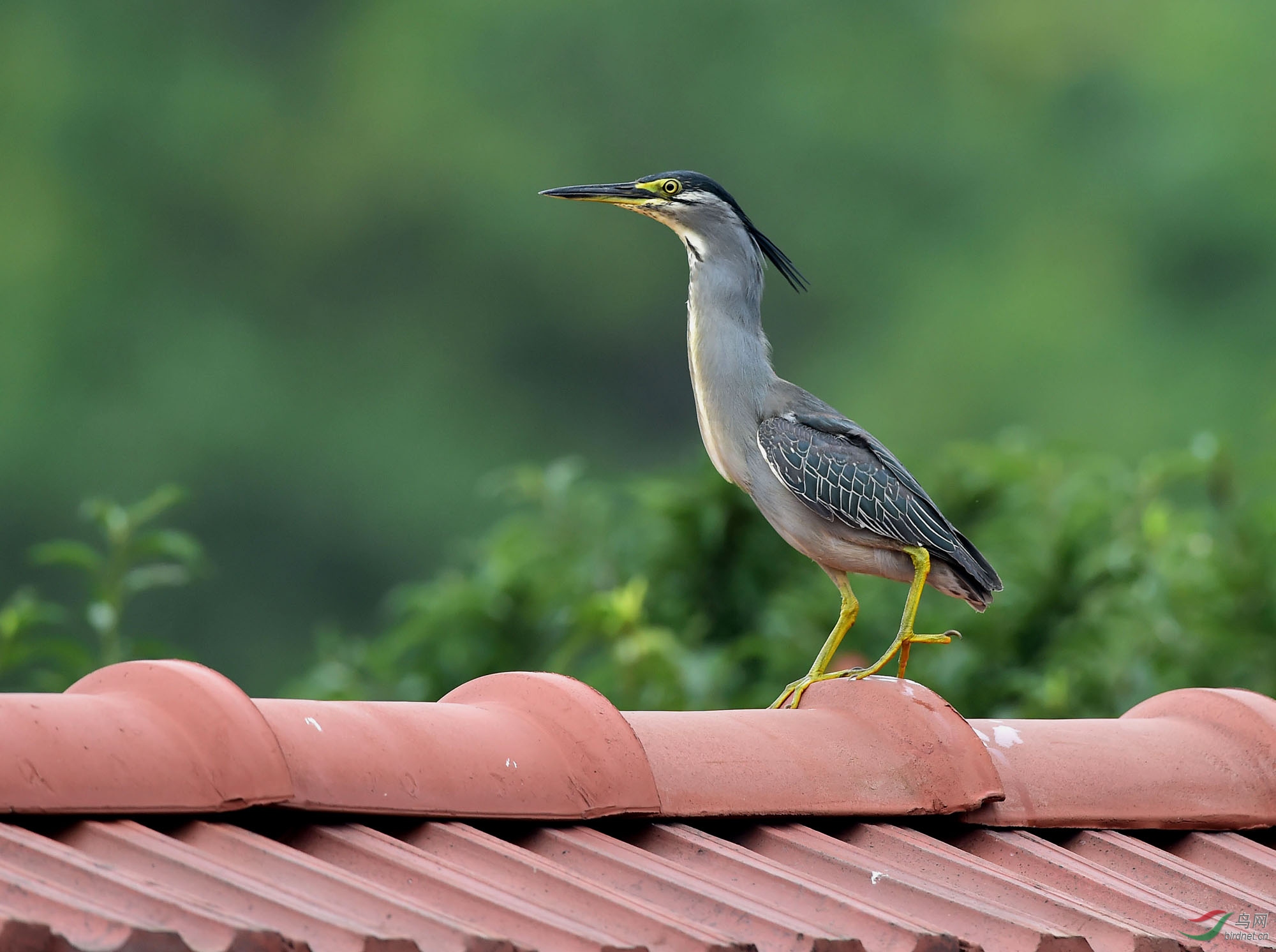 翘首以盼飞上了房绿鹭