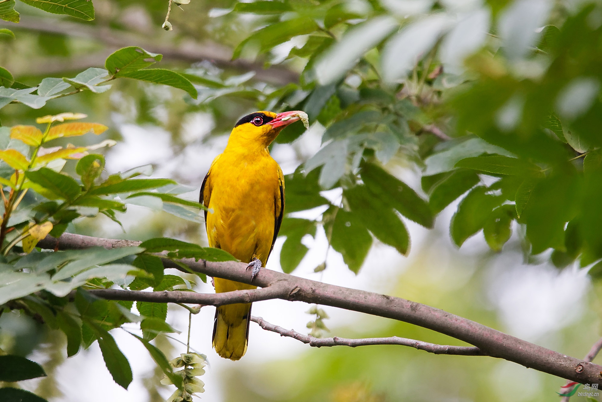 黄鹂衔虫