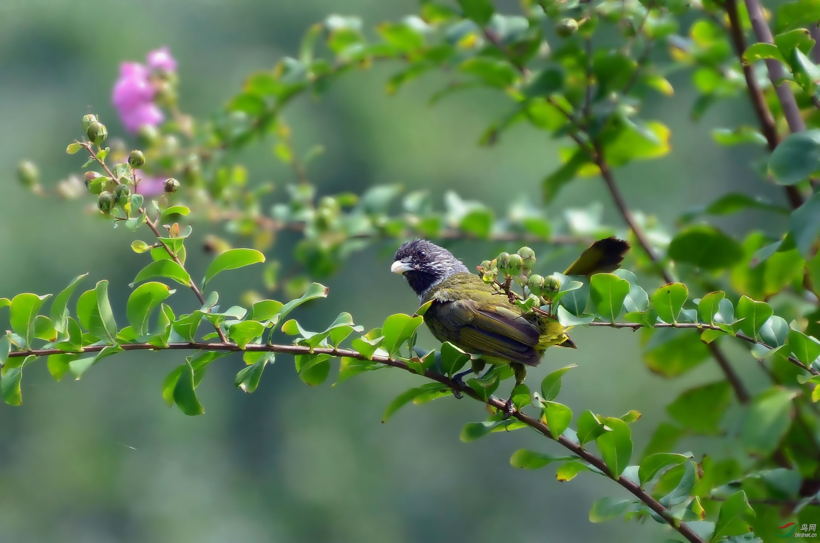 大明湖绿鹦嘴鹎