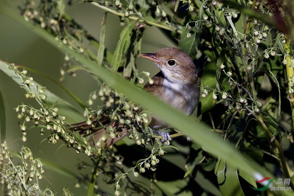 厚嘴葦鶯 thick-billed warbler (iduna aedon)