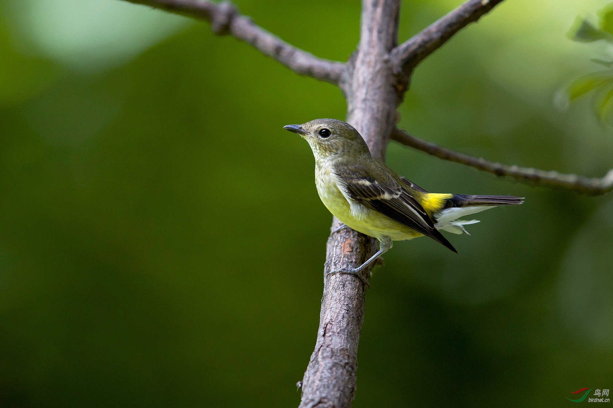 更像是白眉姬鹟雌鸟