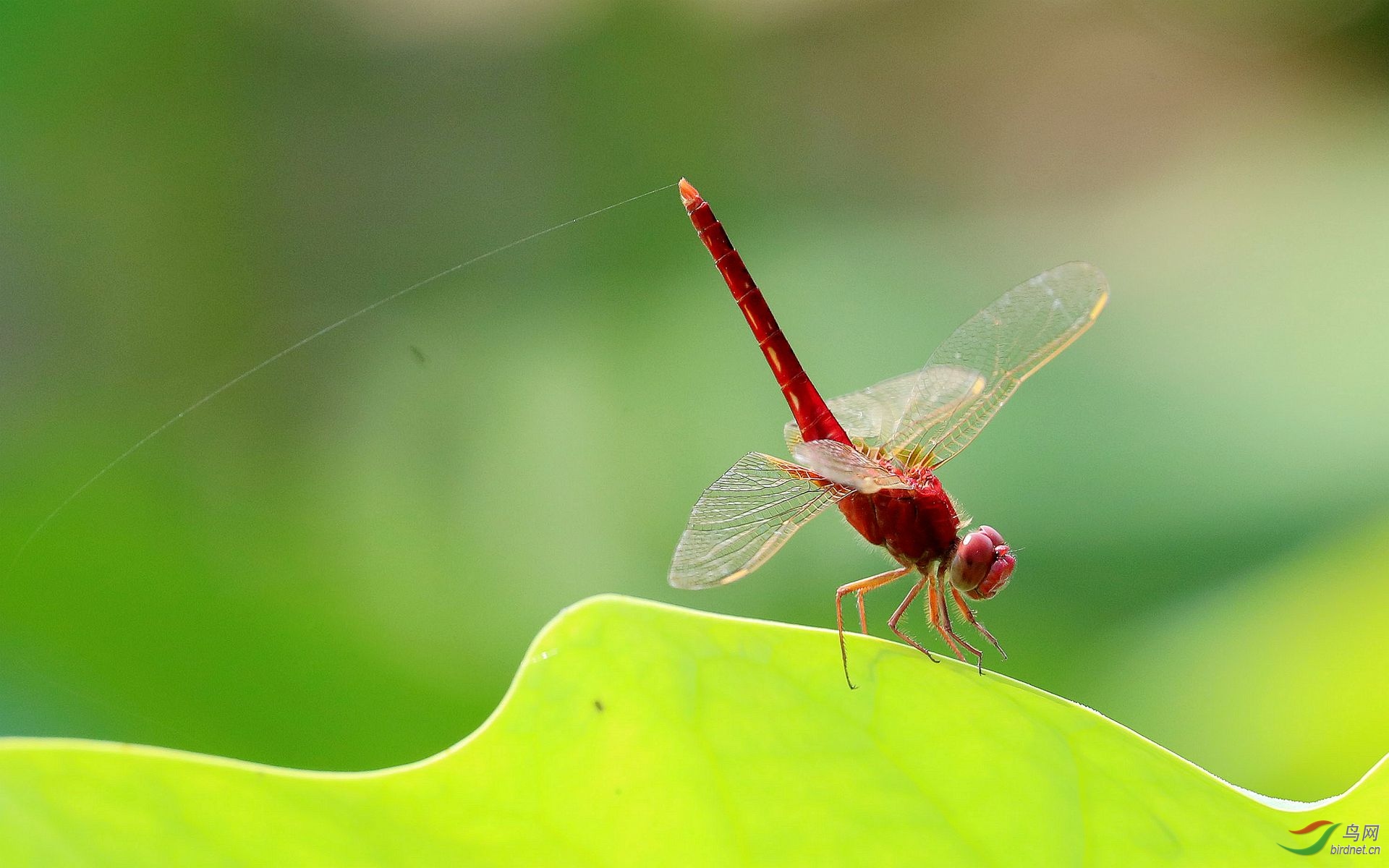 荷叶上的红蜻蜓
