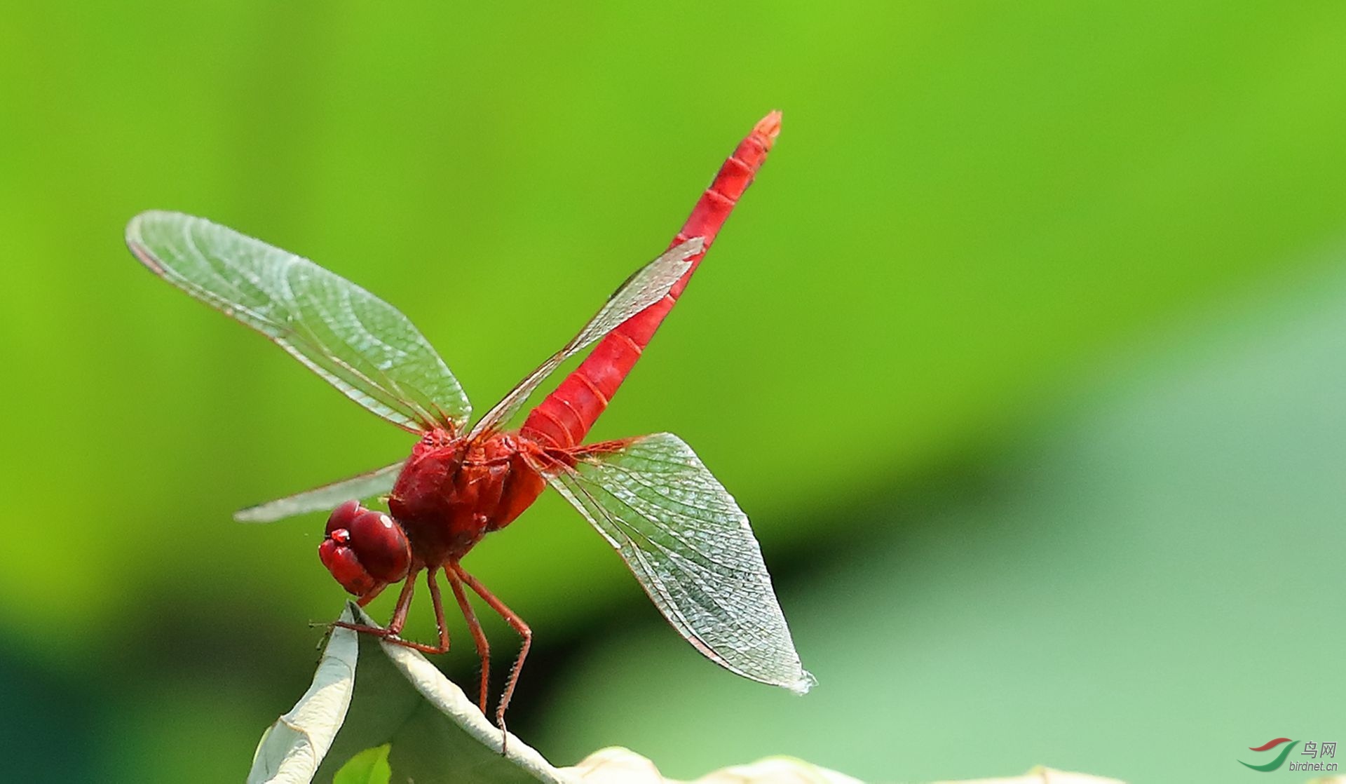 荷叶上的红蜻蜓