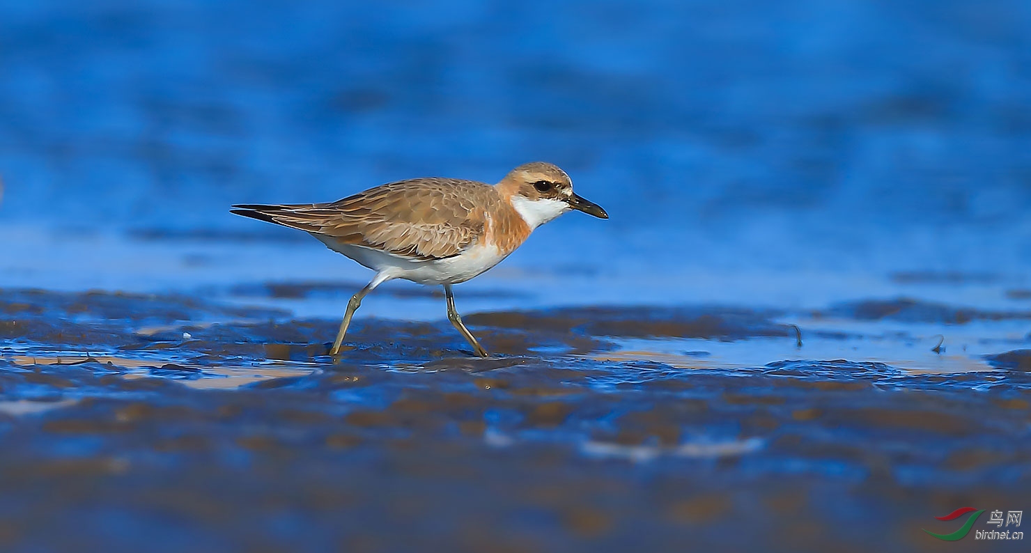 铁嘴沙鸻铁嘴沙鸻祝贺获首页精华