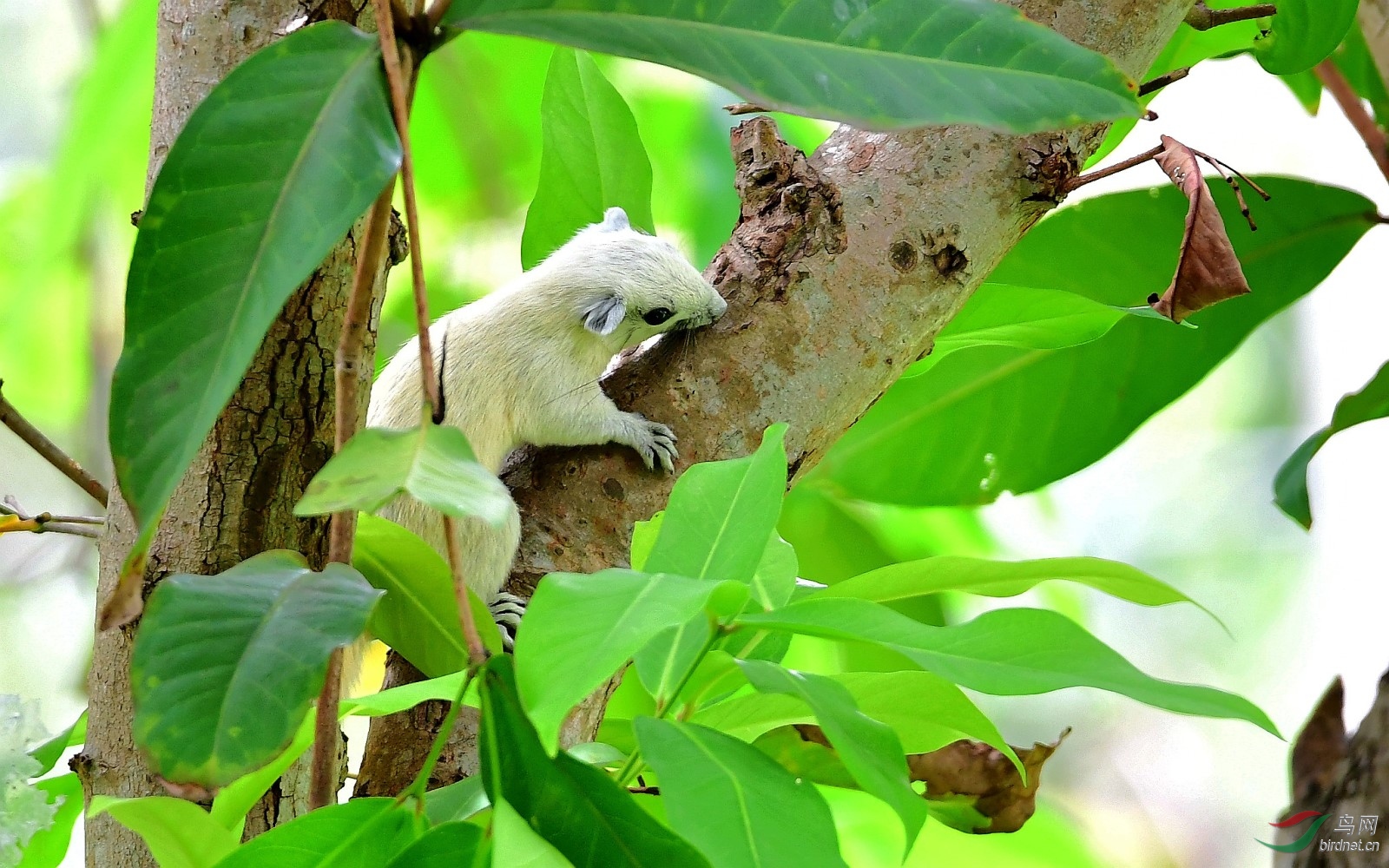 罕见的白松鼠-白背松鼠!～～贺图2获【首页野生动物每日精华】