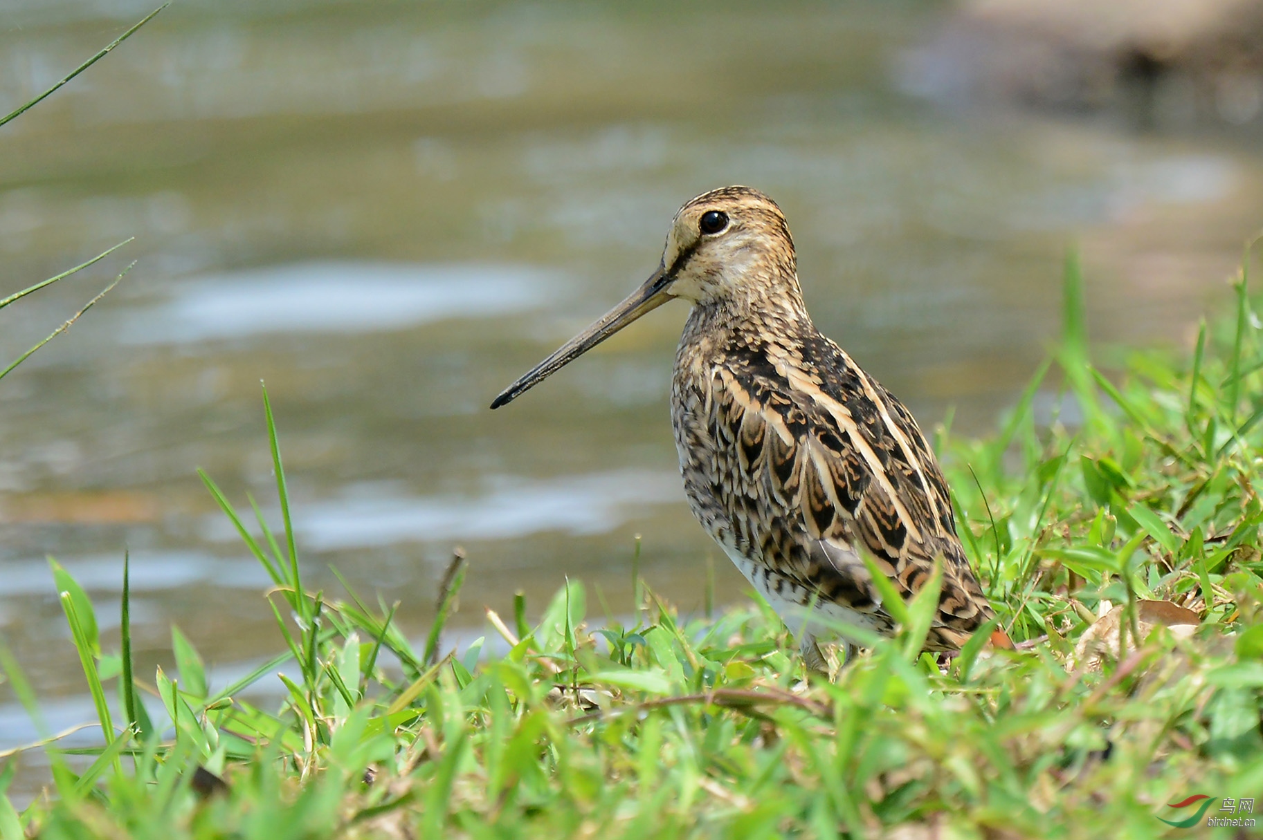 河边的大沙锥(二)