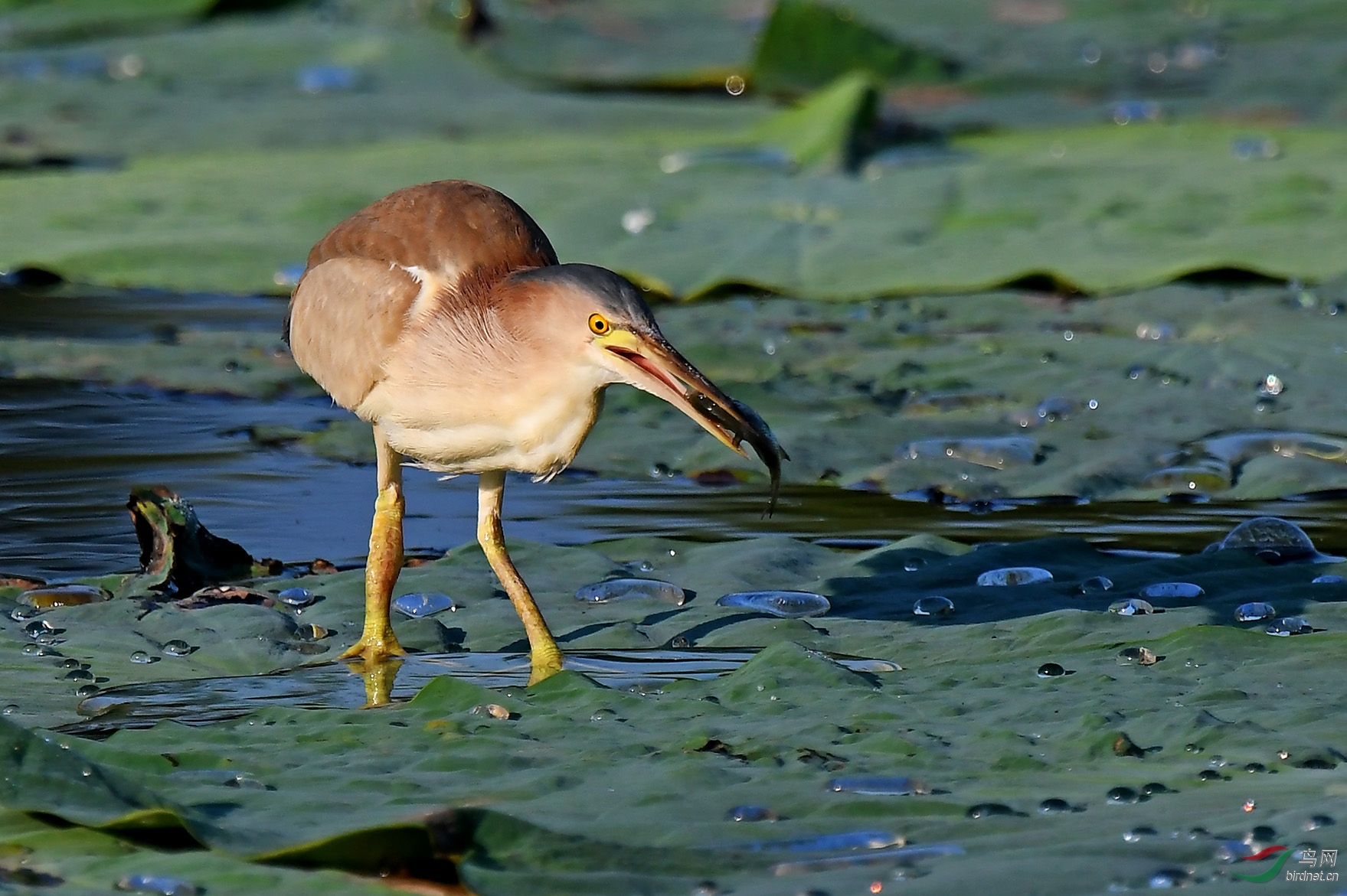 抓条小鱼1黄尾鳽