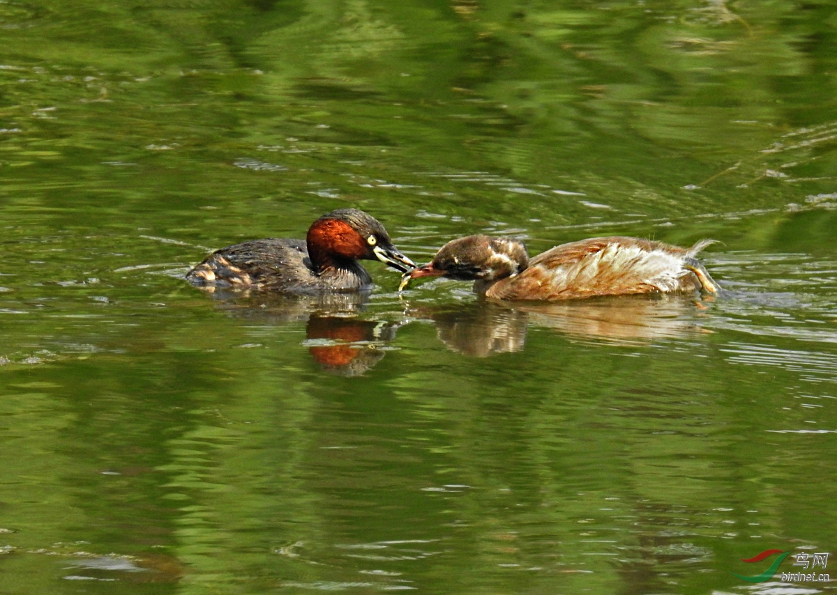 DSCN6062 ����.jpg