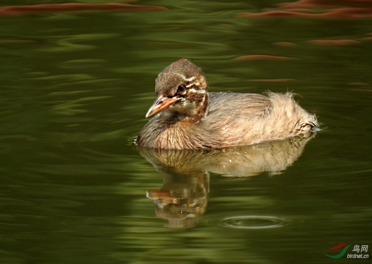 DSCN6054 ����.jpg