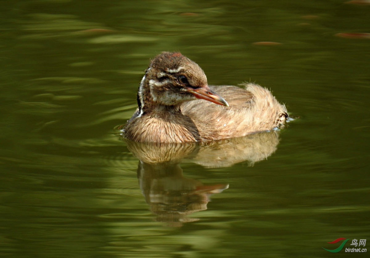 DSCN6055 ����.jpg