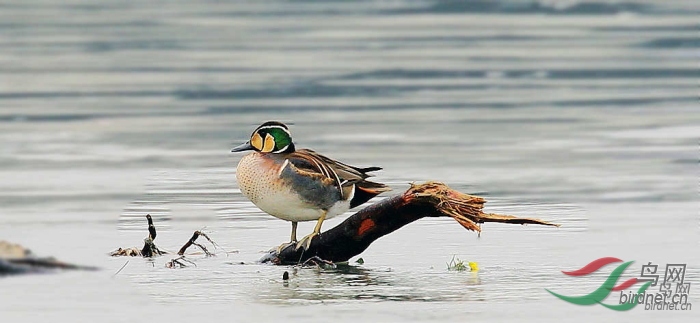 ��������Ƭ�ǽ������ѵģ�лл��