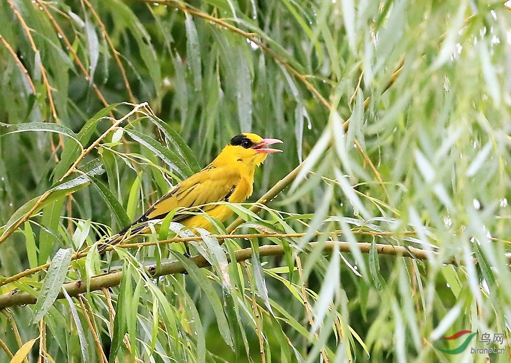 一個黃鸝鳴翠柳