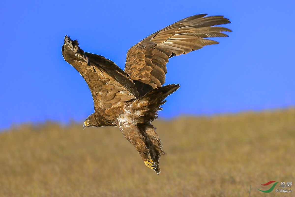 凶猛老雕扑向猎物