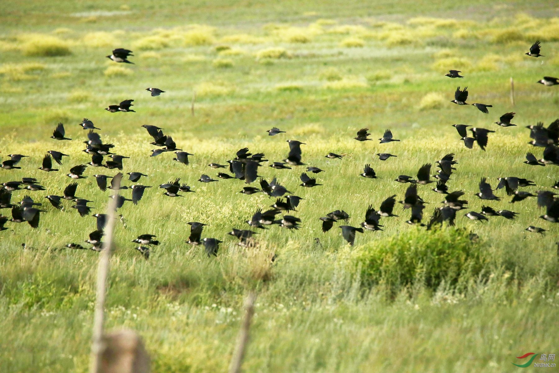 大群的达乌里寒鸦