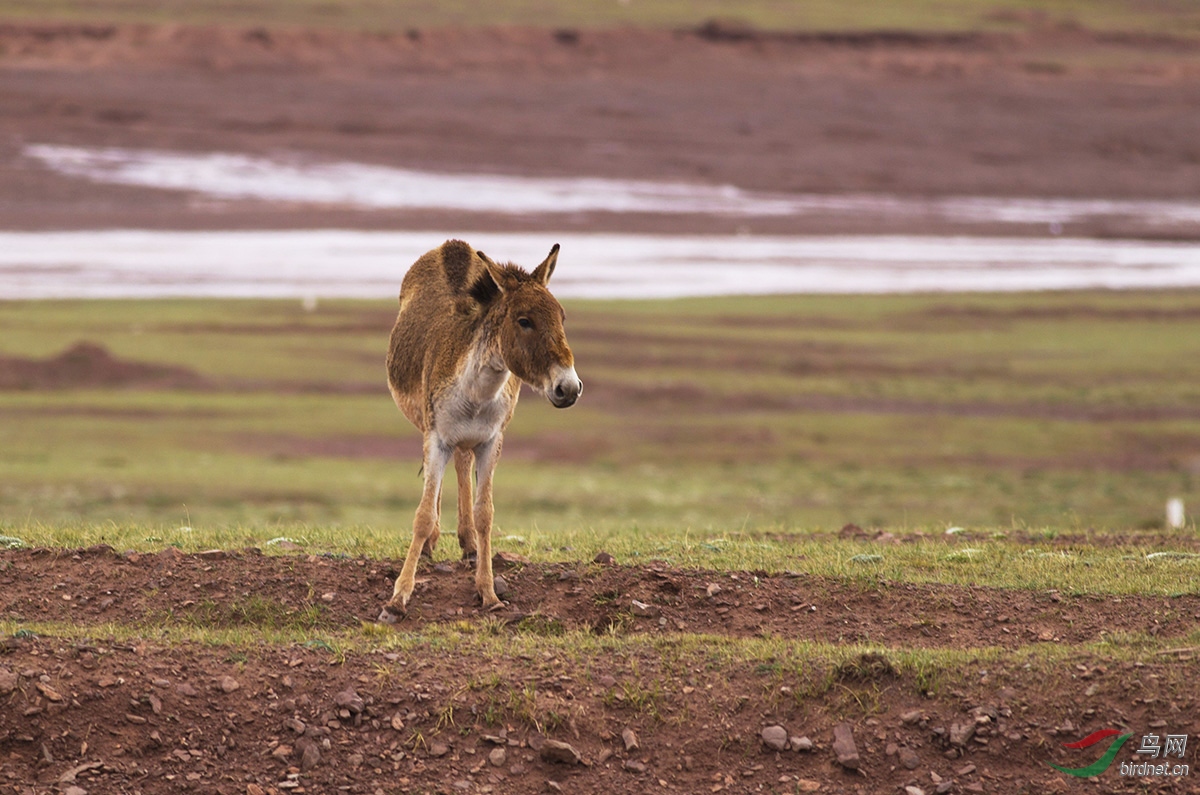 可可西里的藏野驴