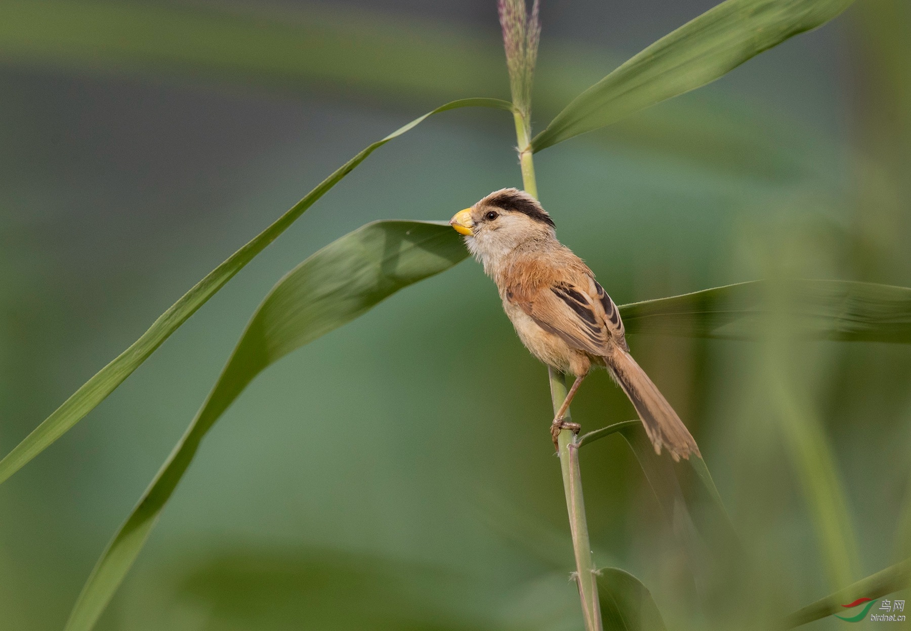家门口儿的震旦鸦雀