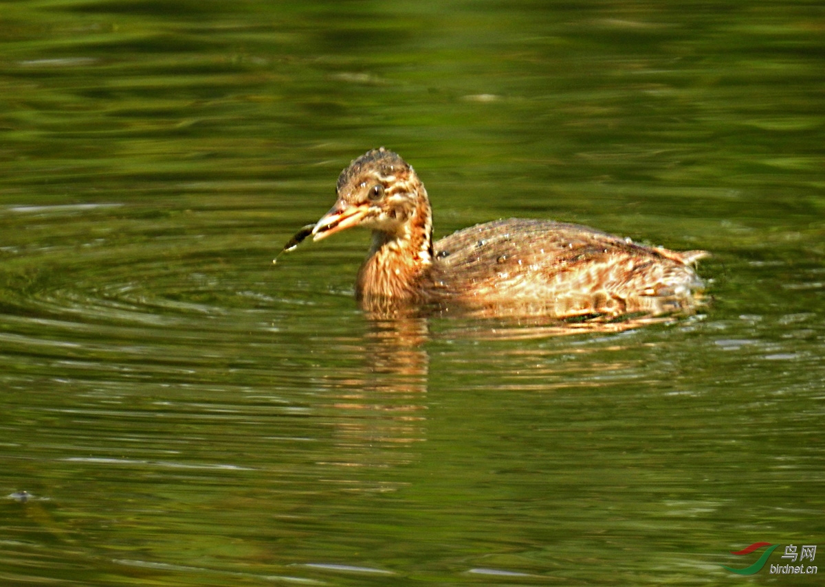 DSCN5761 ����.jpg