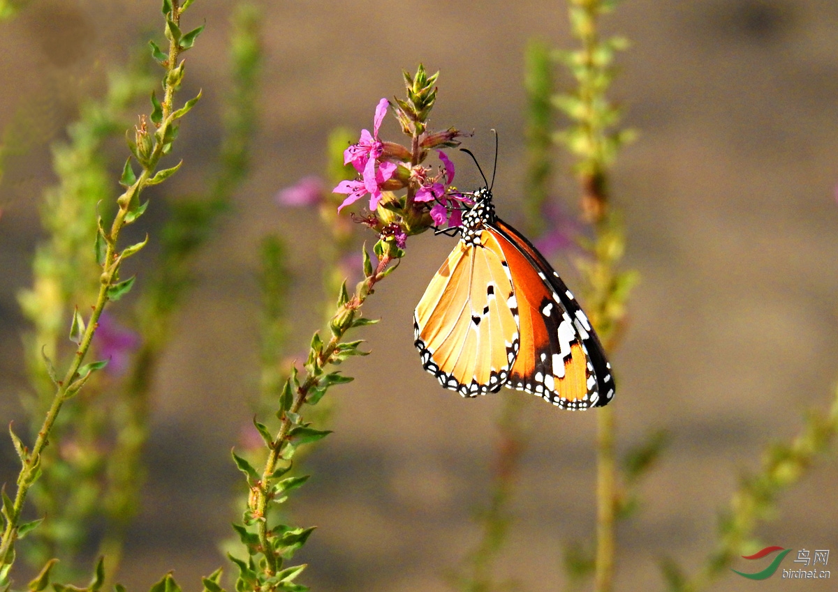 DSCN5727 ����.jpg