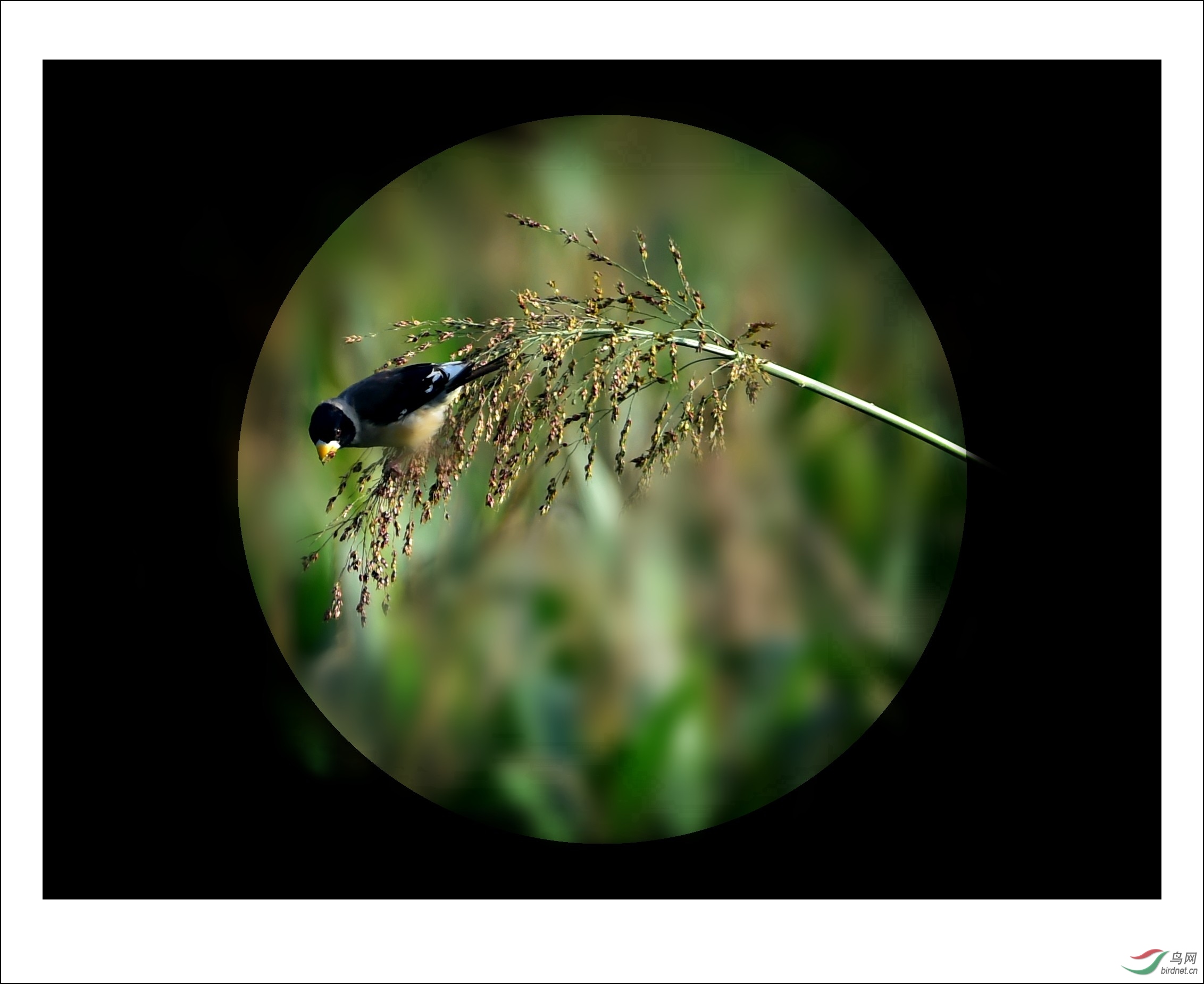 dsc_6098_conew1.jpg