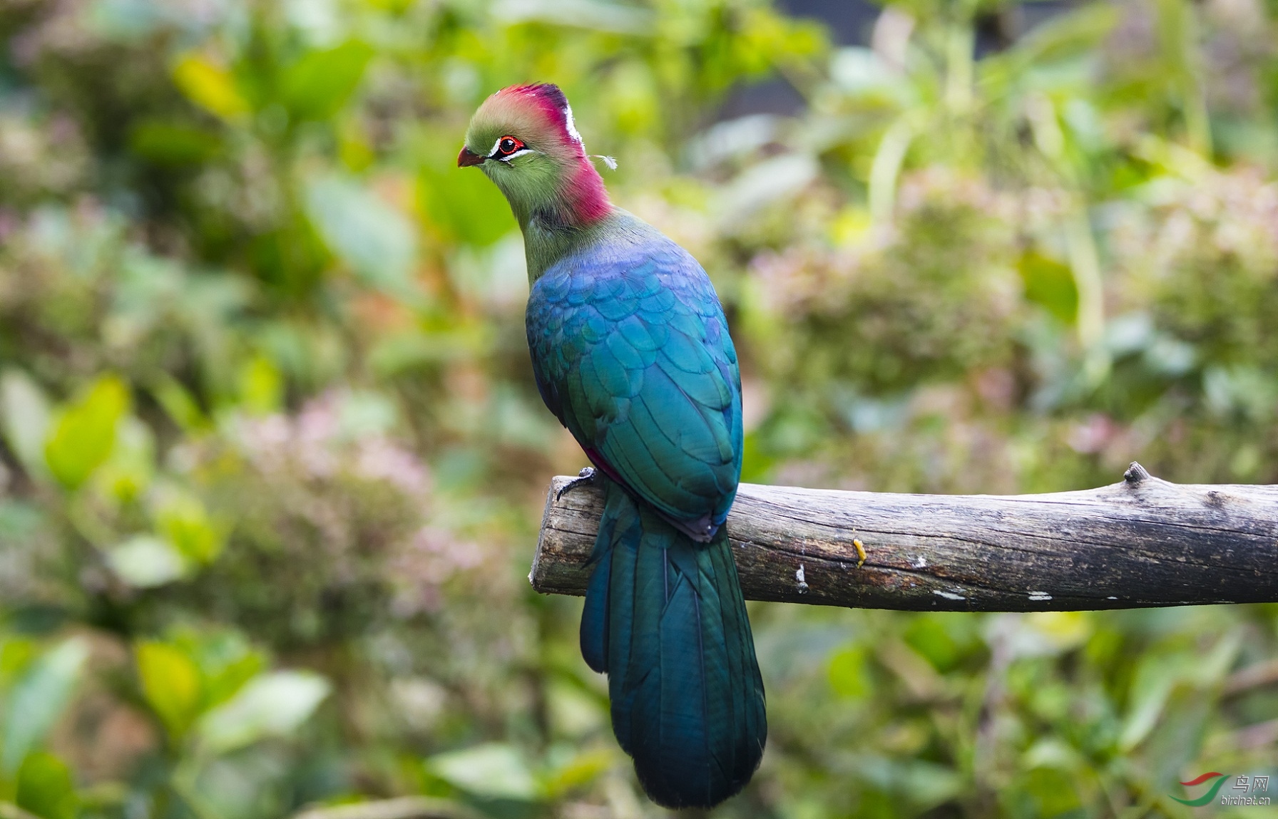 色彩斑斓的外国鸟疑似高清
