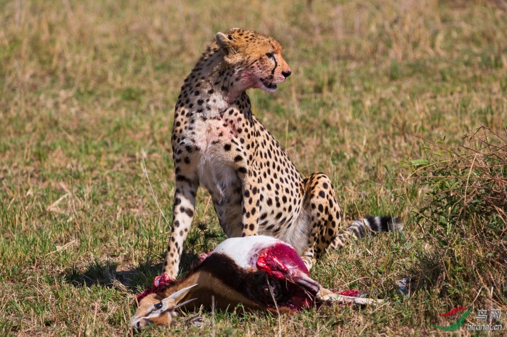 猎豹猎捕到一只瞪羚
