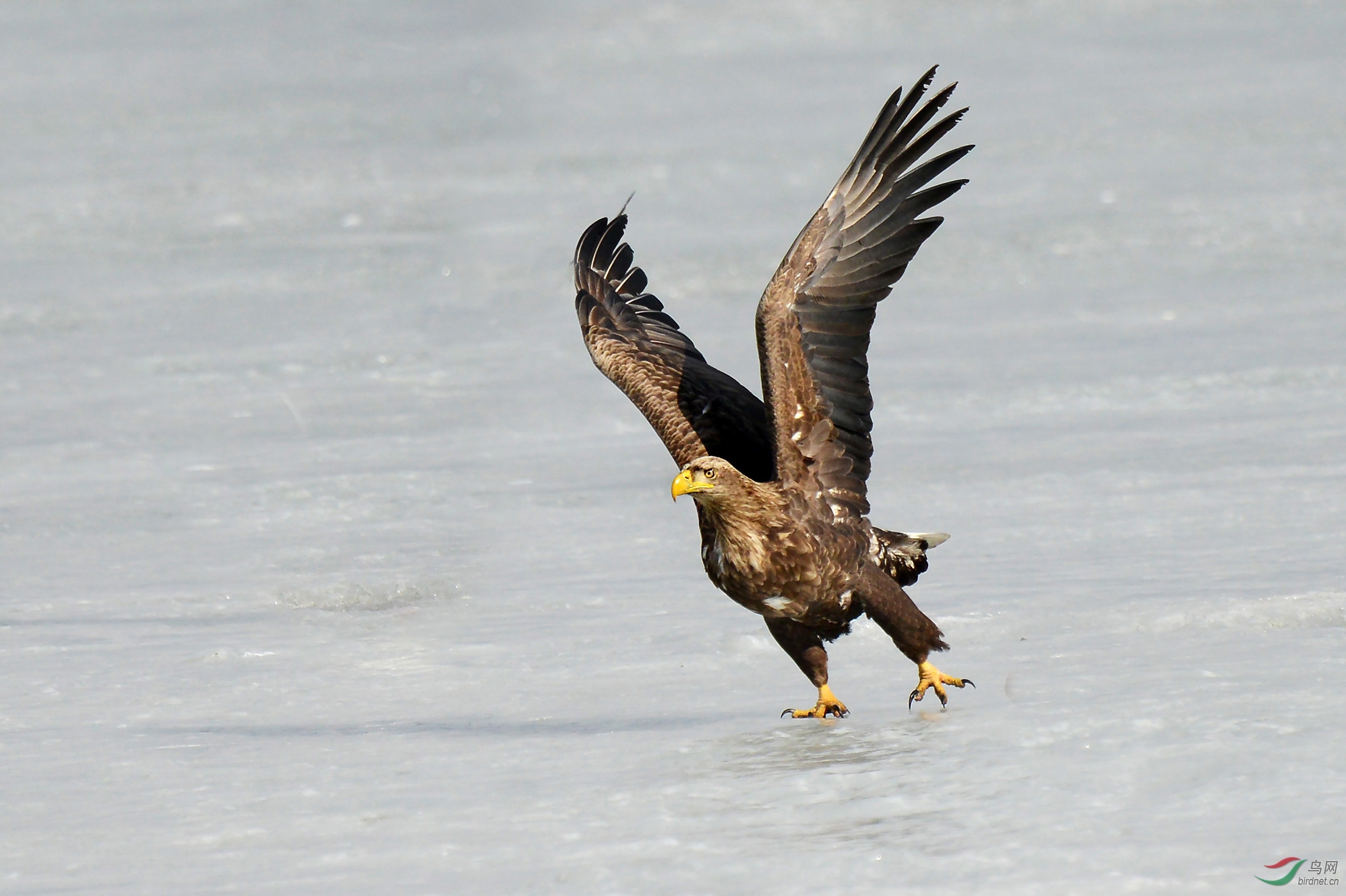 冰上舞姿白尾海雕