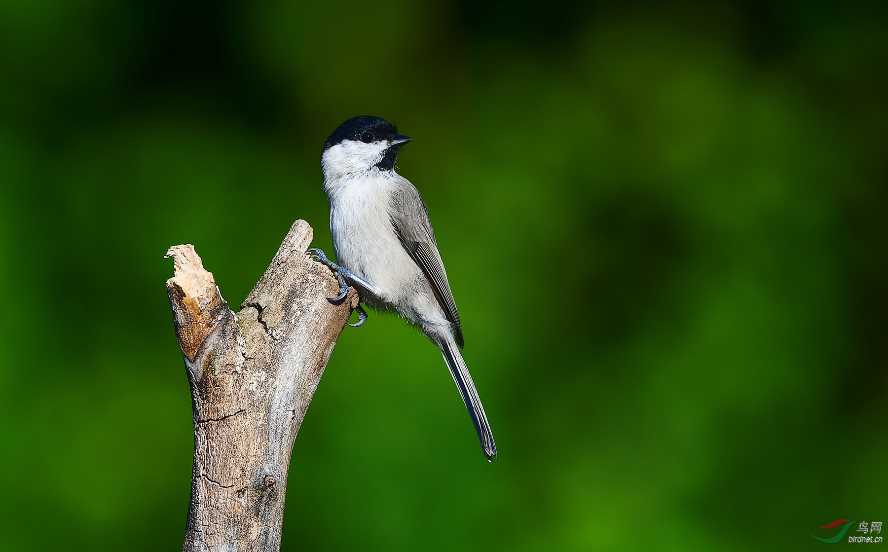 秋天的沼泽山雀