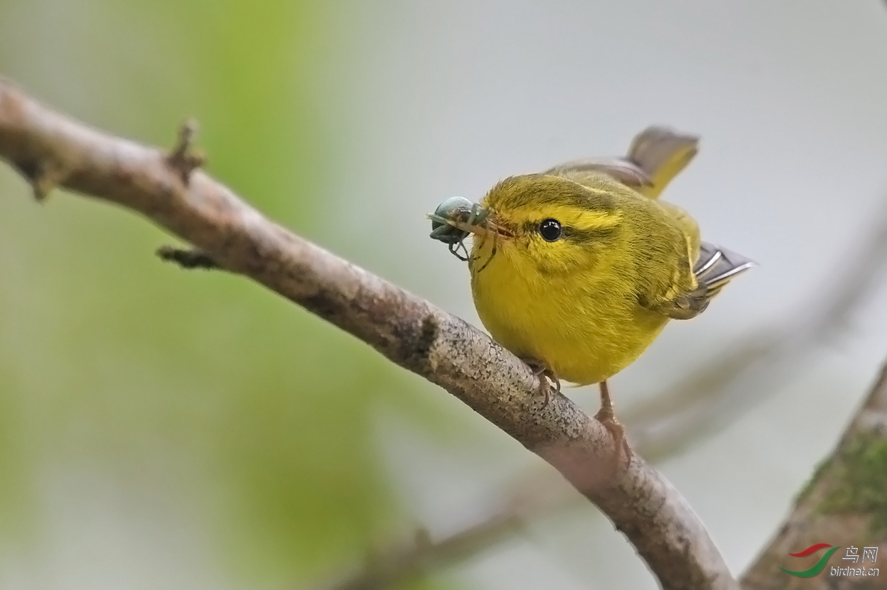 海南柳莺为喜欢者特供