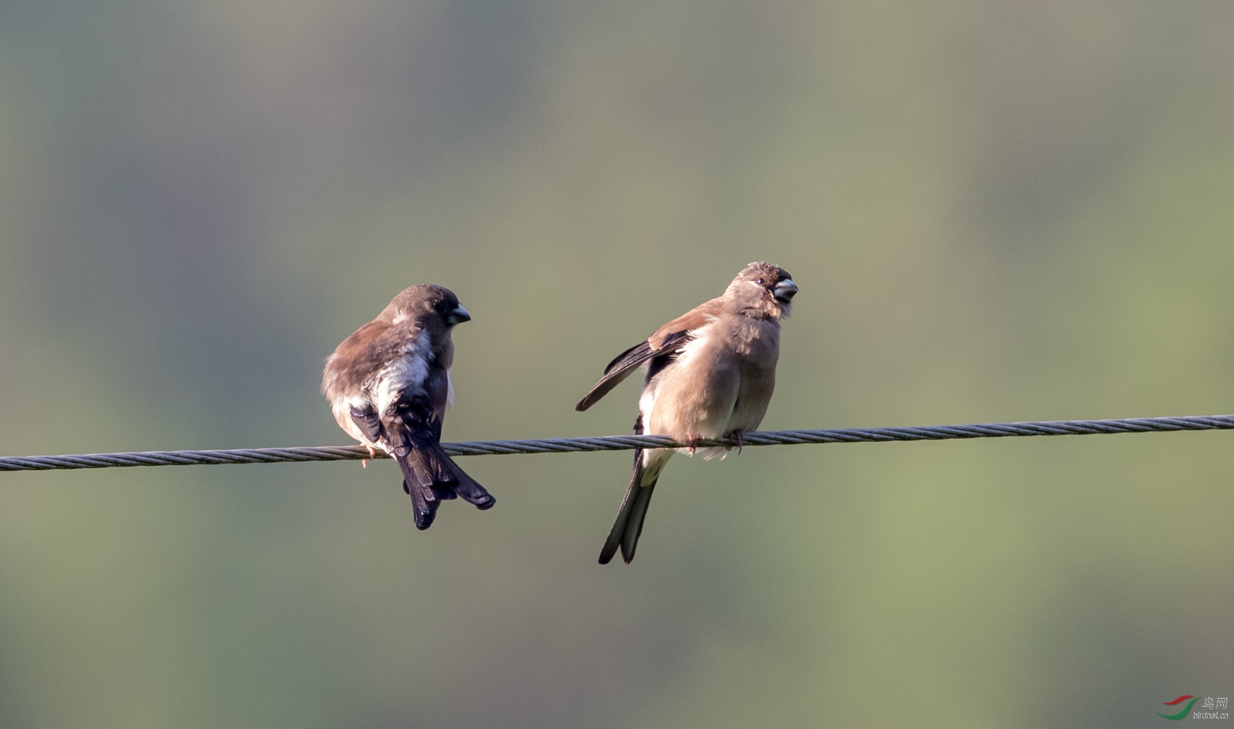 喜欢群居的褐灰雀