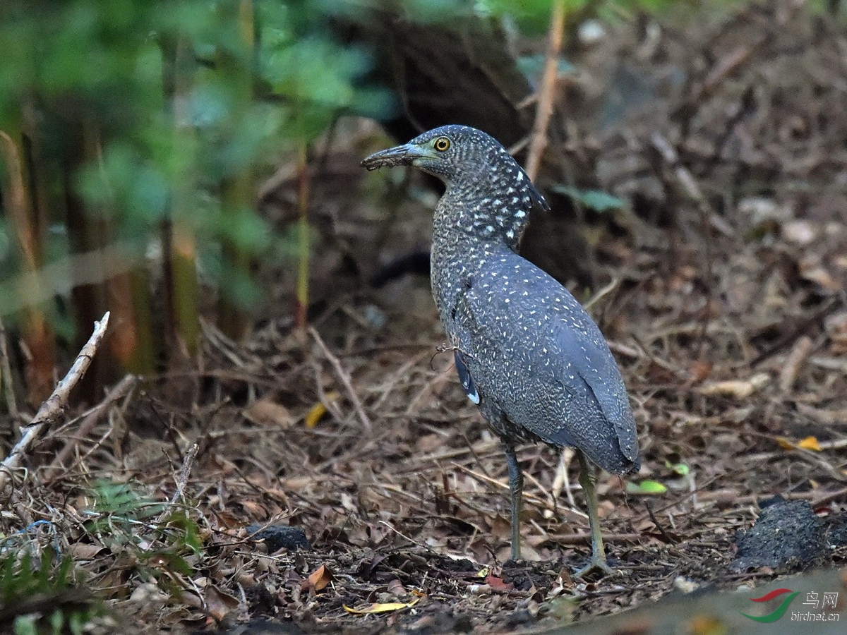 稀有物种黑冠麻鹭