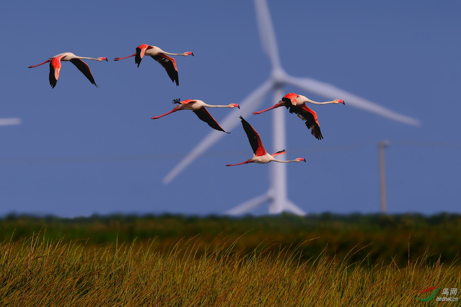 大红鹳风电飞红一组大红鹳祝贺图一荣获每日精华