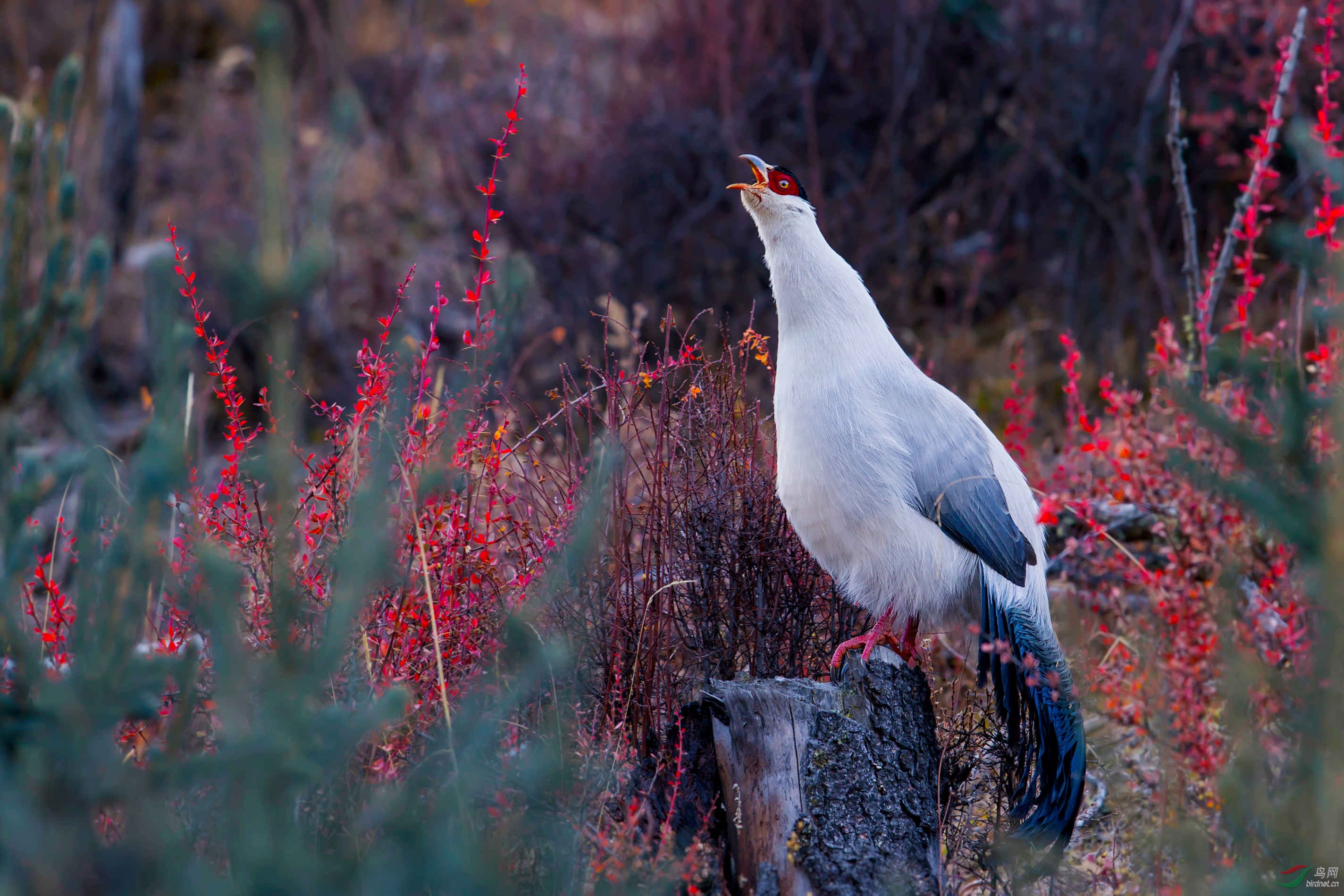 (白马鸡)白马鸡(获首页精华图片)
