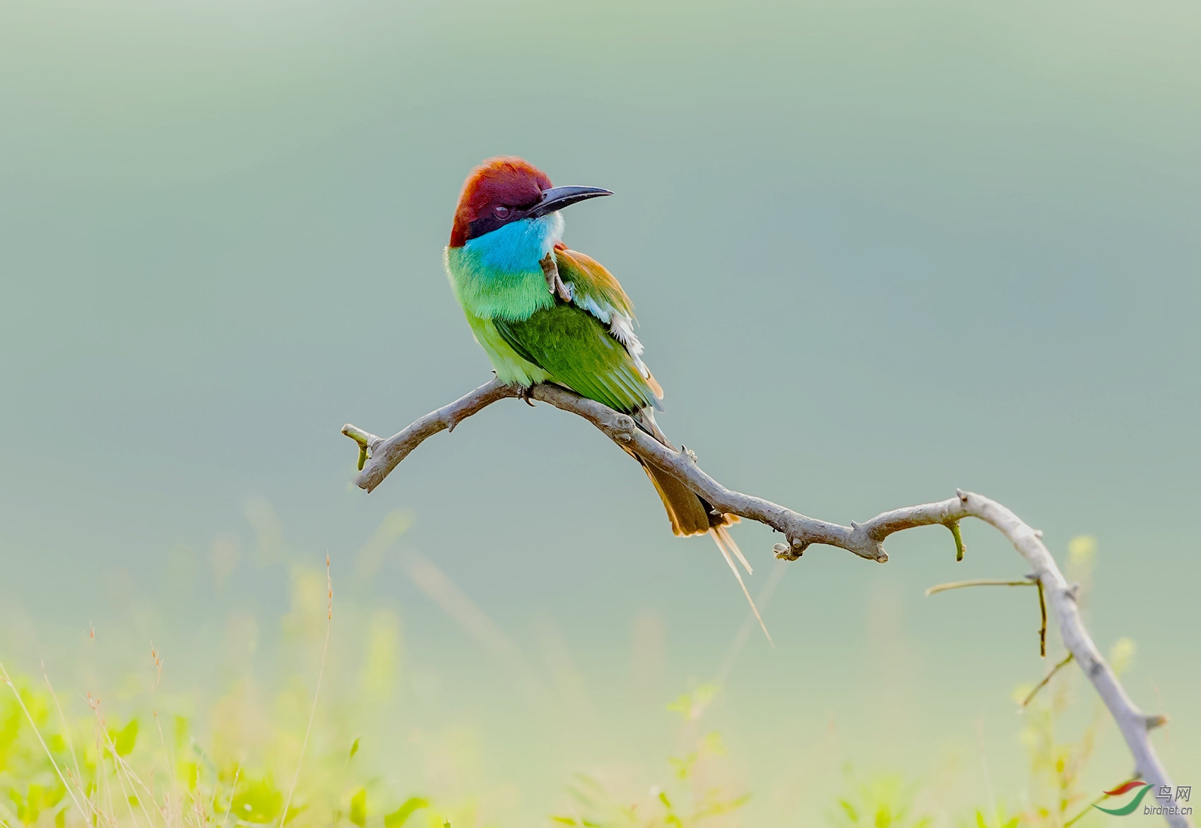晨光里的蓝喉蜂虎