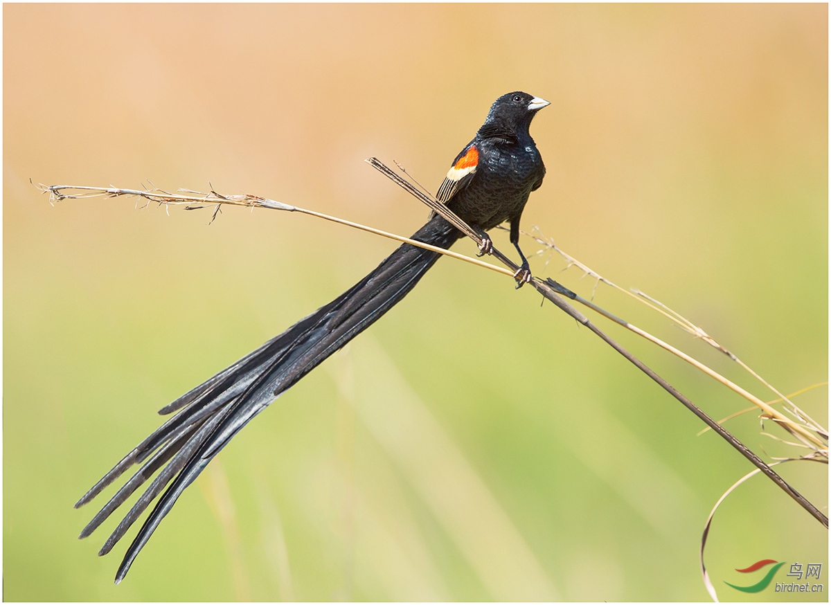 (长尾维达雀)～～添砖加瓦～～