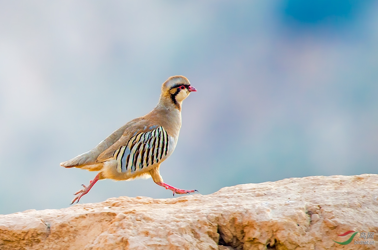 大石鸡大石鸡祝贺荣获首页精华