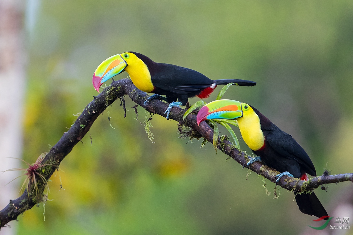 厚嘴巨嘴鸟一对大嘴巴祝贺荣获每日一图