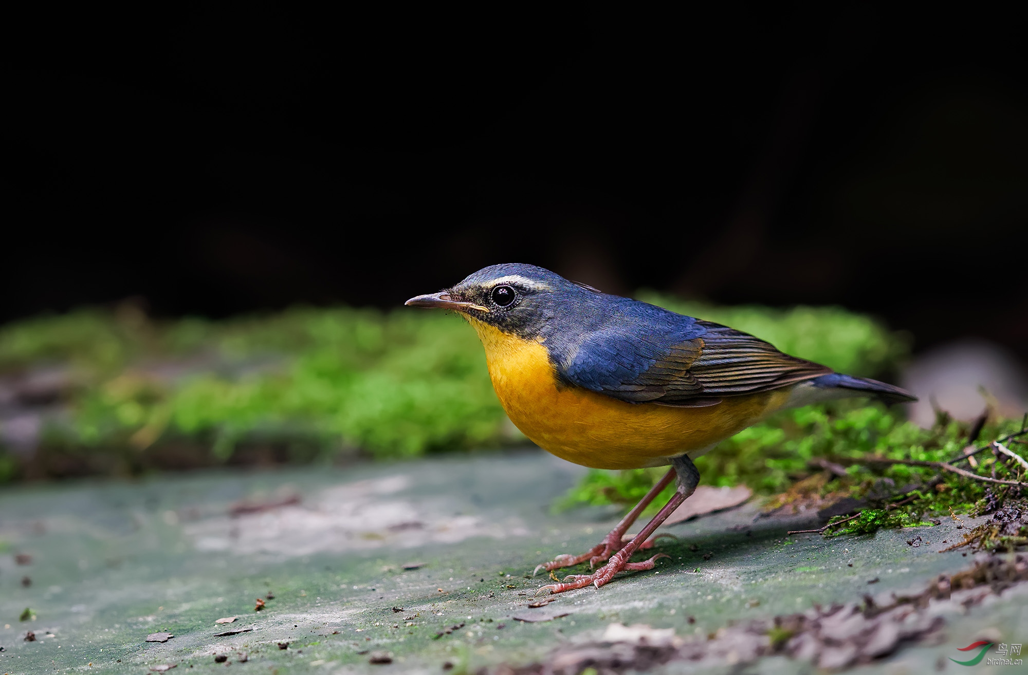 今天天使林极弱光线下拍栗腹歌鸲