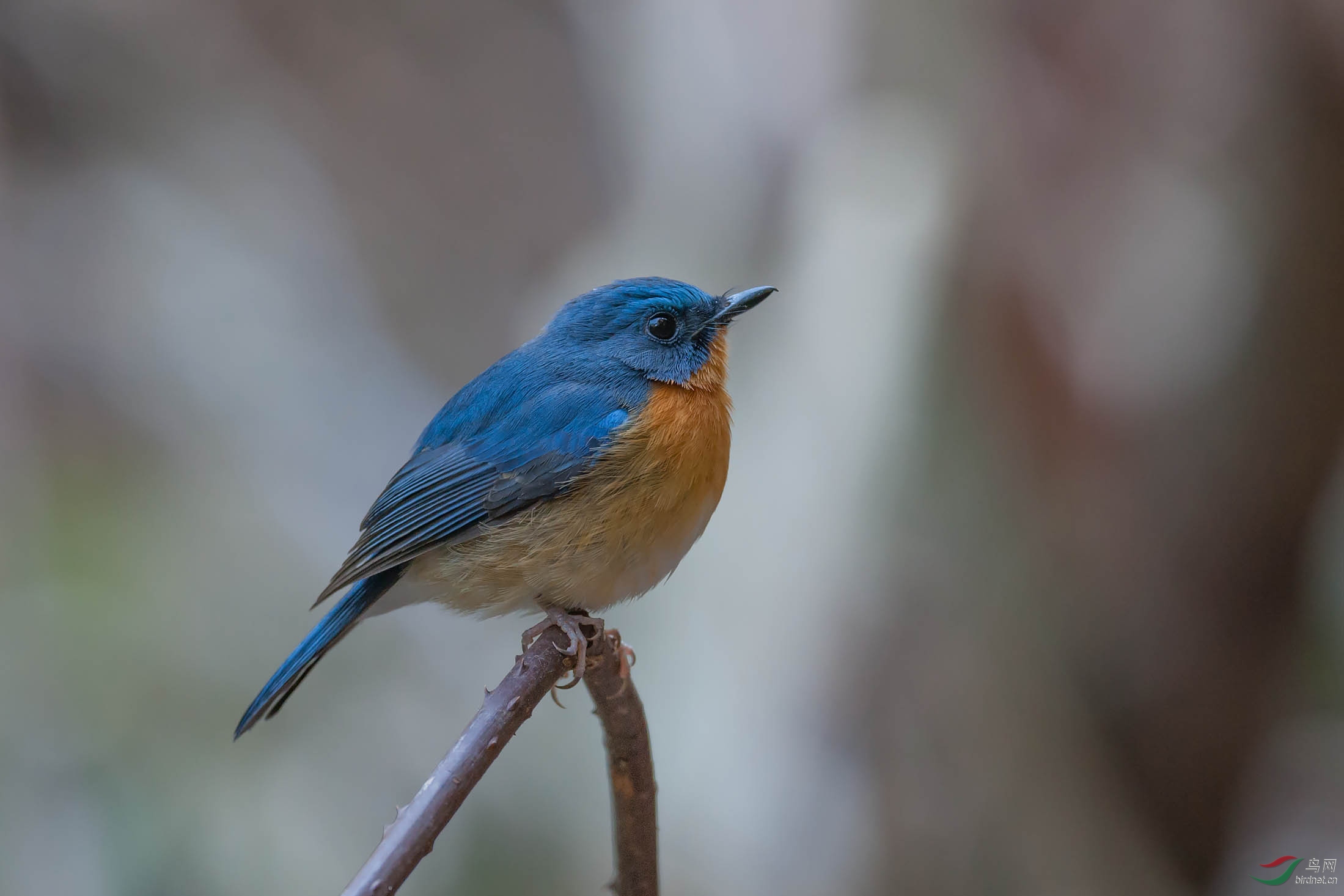 棕腹林鸲 - 上海版 shanghai 鸟网