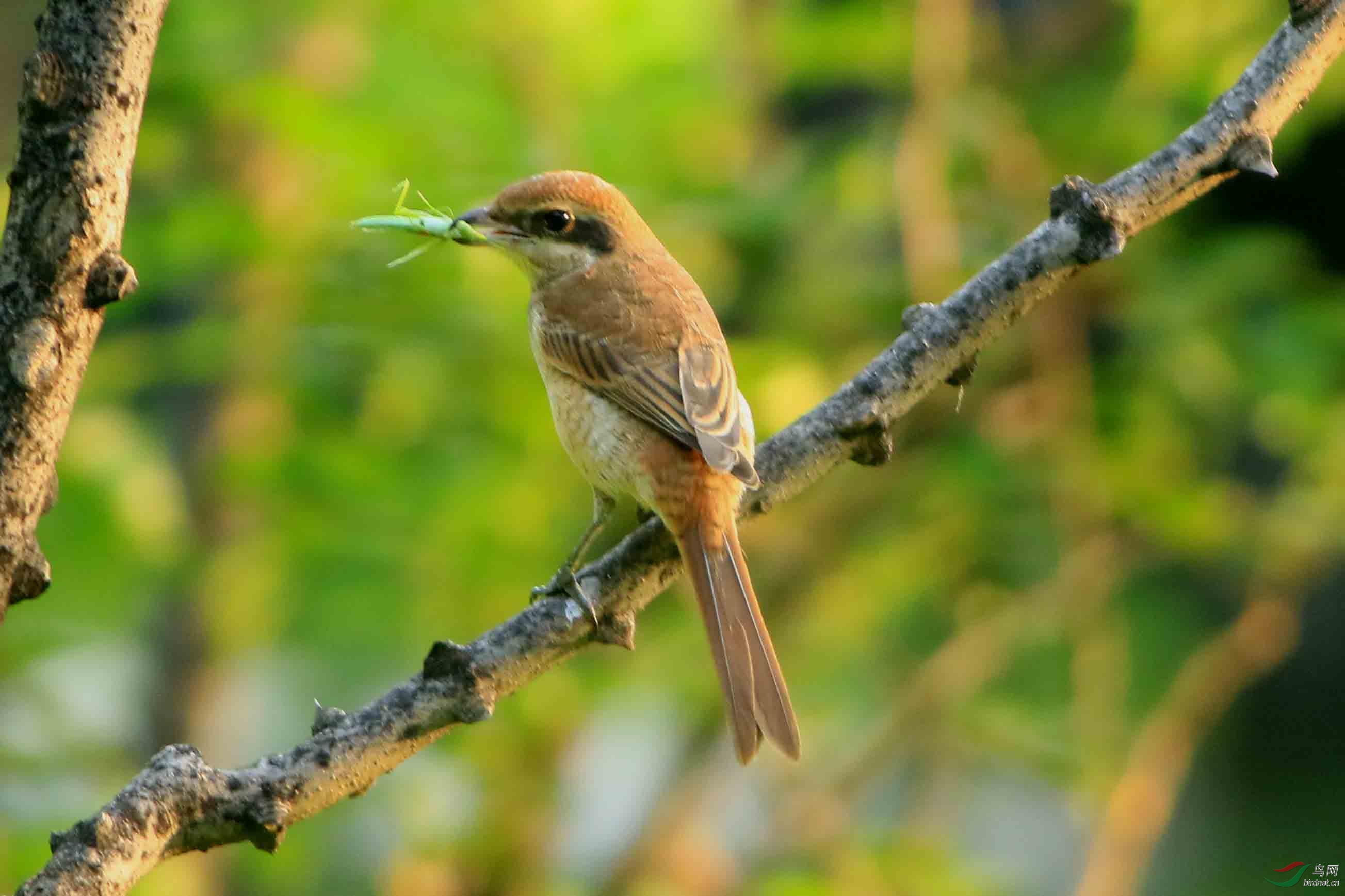 [林鸟] 红尾伯劳---------------------吃大餐