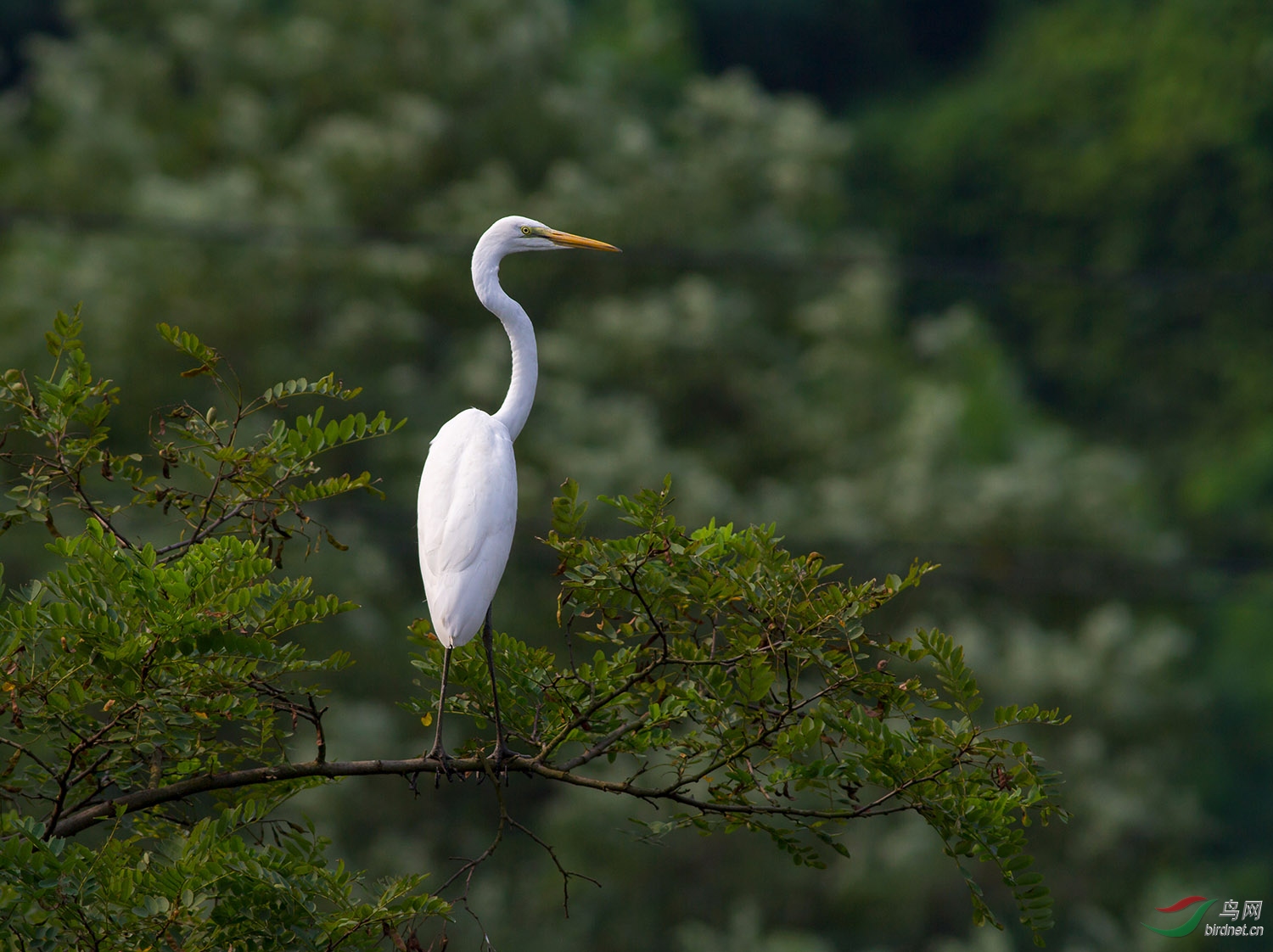 青岛的五种白鹭