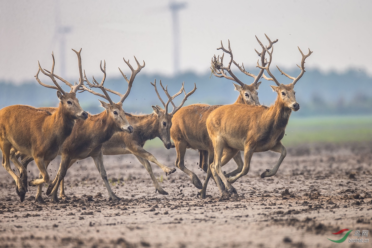 飞奔的麋鹿贺获野生动物每日精华