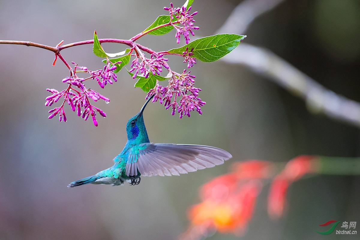 (綠紫耳蜂鳥)蜂鳥上花圖 榮獲首頁精華>